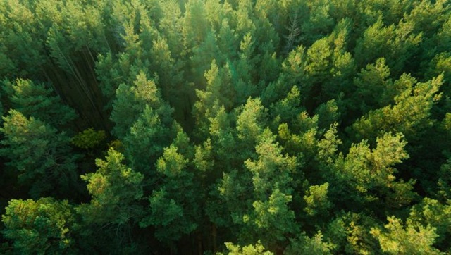 Green forest